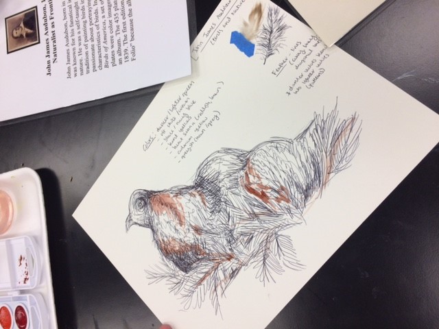 drawing of pheasant